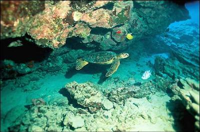 Napili Point Resort - Green Sea Turtle