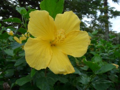 Napili Point Resort - Yellow Hibiscus