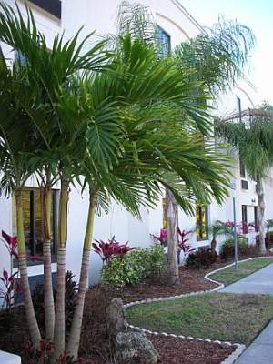 Sleep Inn Sarasota Airport - Tropical Landscaping Picture