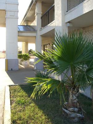 Mesquite Inn & Suites - Hotel Walkway