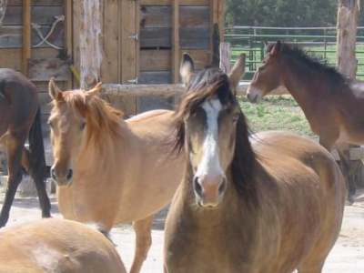 Wind Walker Guest Ranch - Your new found friends.