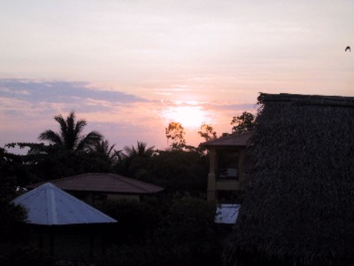 Diving Pelican Sunrise