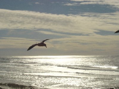 The Coho Oceanfront Lodge - Beauty In Flight
