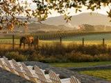 Vineyard View From The Hilltop Dining Room And Infinity Pool