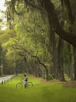 Avenue Of The Oakes