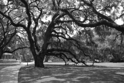 Fairfield Inn & Suites - Come Enjoy The Beauty Of The Golden Isles