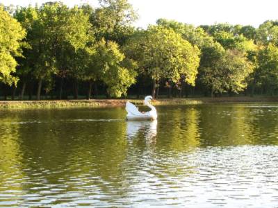 Swan Lake