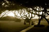 Wedding Site