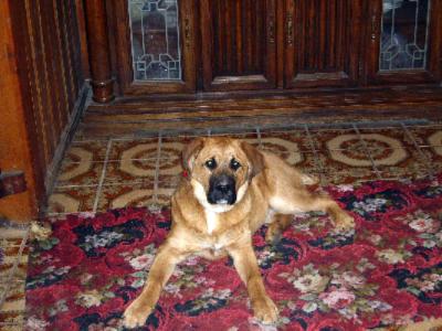 Dog Lulu