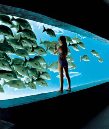 Atlantis - 