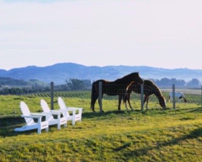 The Carneros Inn - Hilltop Pool View