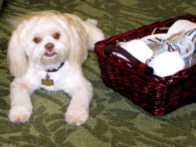Best Western The Plaza Hotel - Dog With Welcome Basket