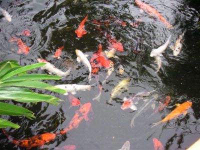 Embassy Suites Fort Lauderdale - Koi Fish In The Pond - Great Picture Area!