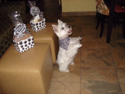 Embassy Suites Fort Lauderdale - Pet Friendly Suites Available