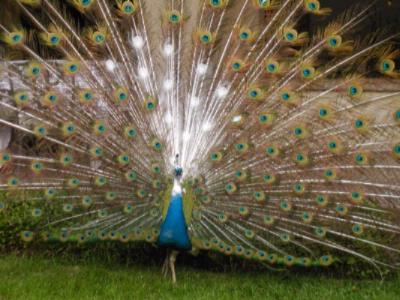 Marriott Plaza San Antonio - Pete The Peacock