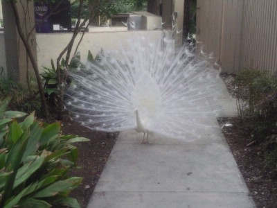 Marriott Plaza San Antonio - Al The Peacock