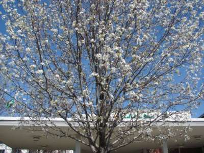 Holiday Inn Syracuse / Liverpool - Blossoming Cherry Tree On Hotel Grounds