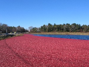 Cranberry Highway