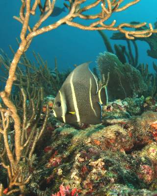 Come Dive Our Local Waters.