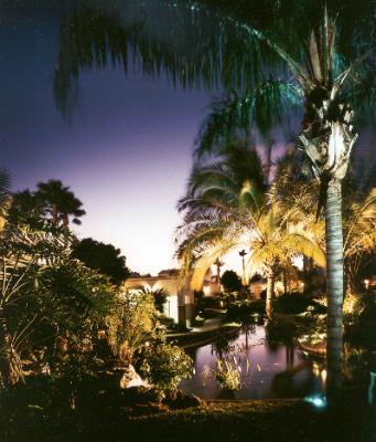Grand Hyatt Tampa Bay - Koi Pond