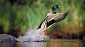 Mallard Duck