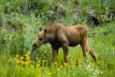 Jackson Lake Lodge - 