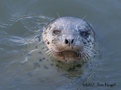 La Conner Channel Lodge - These Harbor Seals Are Often Seen Frolicing In Town.