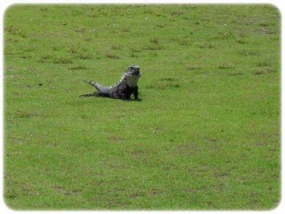 Belize Odyssey Resort - Iguana On Lawn