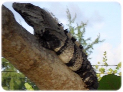 Belize Odyssey Resort - Iguana On Sea-grape Tree