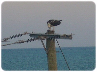 Belize Odyssey Resort - Osprey Eating Fish On Lamp Pole
