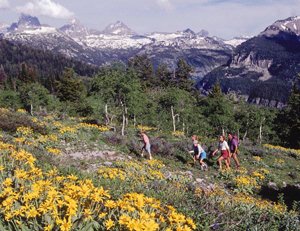Summer In The Tetons
