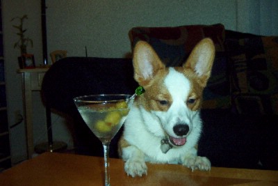 Omni Mandalay - Dog Friendly!