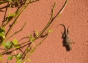 Friendly Visitors Abound