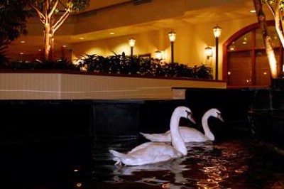 Embassy Suites Austin Arboretum - Swans