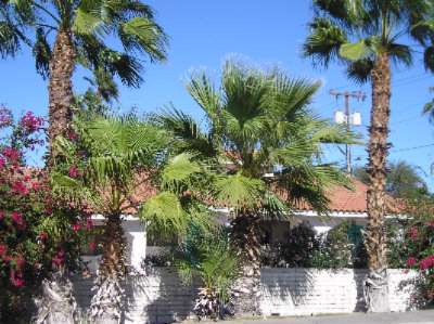 Best Western Coronado Motor Hotel - Palm Trees Aroun Property