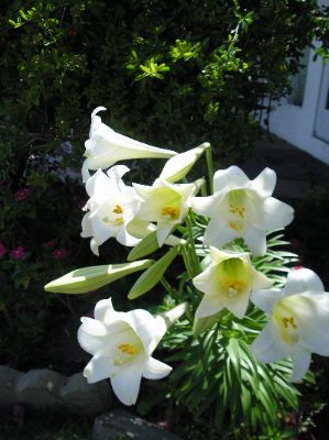 Best Western Coronado Motor Hotel - Easter Lillies In Bloom At Lobby