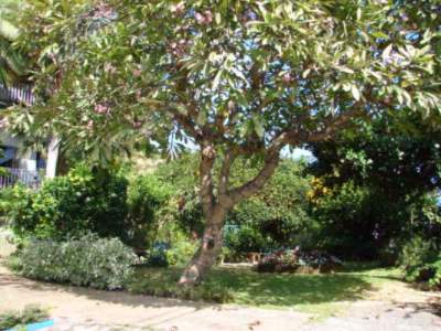Garden Island Inn - 