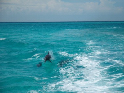 The Resorts of Pelican Beach - Exciting Sights