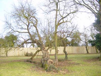 Stifford Clays Hotel - One Of The Only 18 Mulberry Trees In Uk
