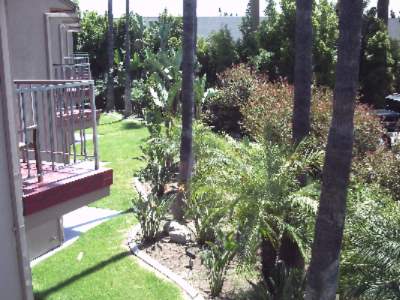 Best Western Pine Tree - 