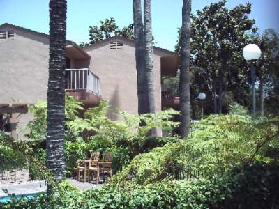 Best Western Pine Tree - 