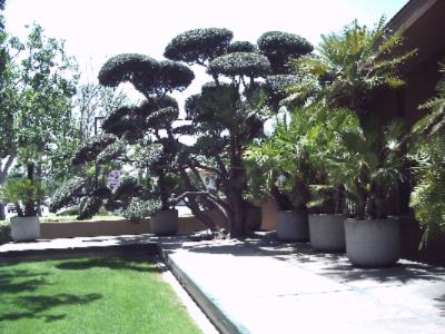 Best Western Pine Tree - 