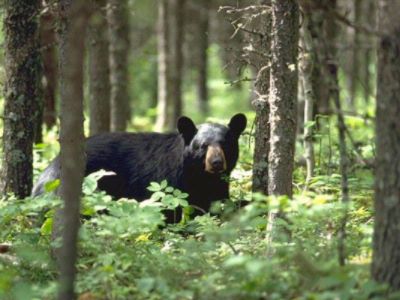 Holiday Inn Express Pinetop - Wildlife2