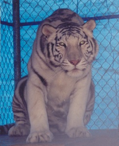 Oxford Suites Chico - Barry R Kirshner Wildlife Foundation