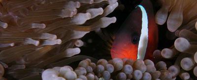 Waisalima Beach Resort & Dive Centre - 