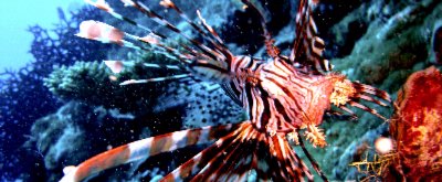 Waisalima Beach Resort & Dive Centre - 