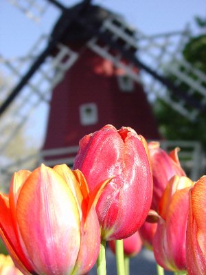 Holiday Inn Express Pella Iowa - Tulip Time