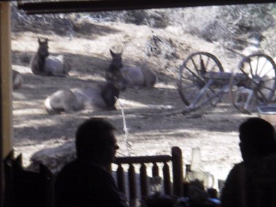 Hualapai Mountain Resort - Dine With The Wildlife!