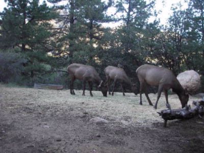 Hualapai Mountain Resort - Our Locals