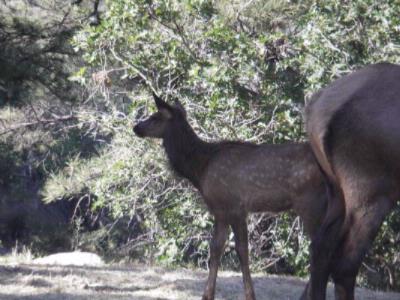 Hualapai Mountain Resort - Our Latest Additions